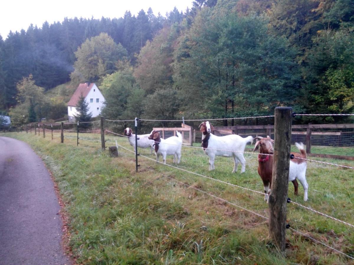 Fewo Pacohaus Naehe Willingen Diemelsee Brilon Bagian luar foto